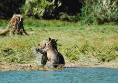 Bear cubs fighting