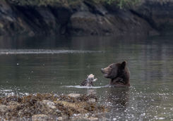 Bear eating salmon in the river