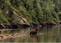 Bear in the river