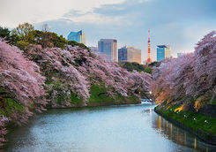 Cherry blossom