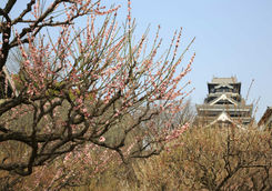 Kumamoto