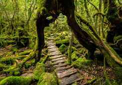 Yakushima Forest