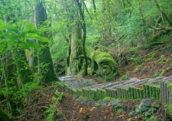 Yakushima National Park