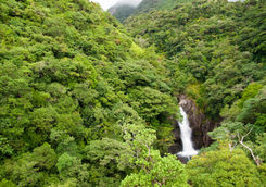 Jungle waterfall