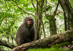 Monkey