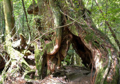 Yakushima Forest