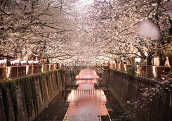 Sakura in Tokyo