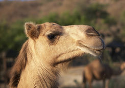 Omani camel