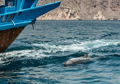 Dolphin alongside boat