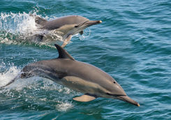 Dolphins in Oman