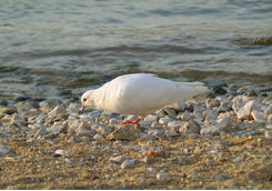 Bird looking for food on a beach in Mykonos