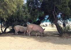 Beach pigs in Mykonos