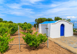 Vineyard in Santorini