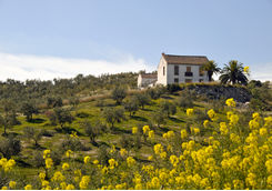 olive groves