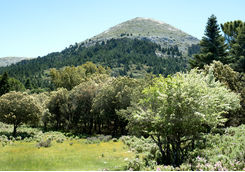 pine forest