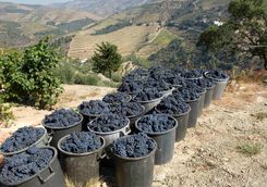 Grapes of Douro valley