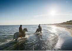 Horses water