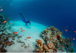 Diving sea