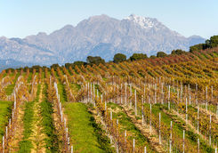 Vineyard Autumn