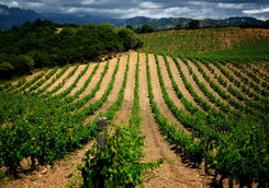 Vineyards Corsica