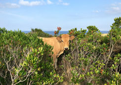 Corsica animals