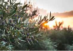 Olive tree sunset