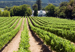 Franschhoek vineyard