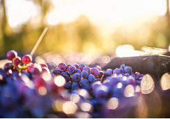 Grapes in the sun