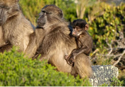 Baboon with baby