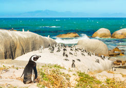 Penguins on boulders beach