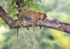 Leopard in a tree