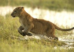 Lion cub running