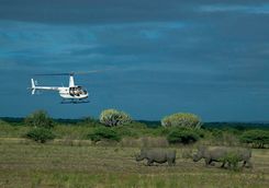 Flying to release rhinos
