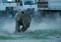 Free rhino