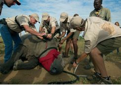 Rhino release