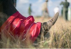 Wrapped rhino horn