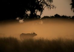 Buffalo in the delta