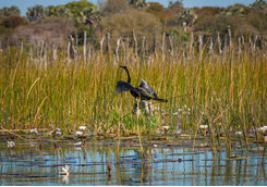 Heron in the delta