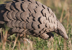 Pangolin