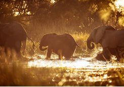 Elephants crossing river