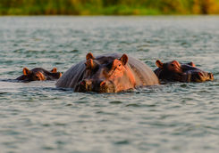 Hippos swimming