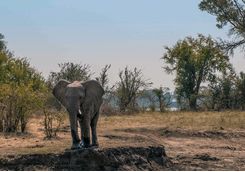 Elephant in Zambezi National Park