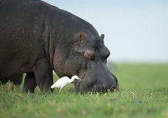 Hippo and bird