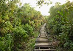 Bigodi wetlands sanctuary