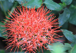 Flower in Bigodi sanctuary