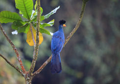 Great Blue Turaco