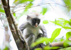 Red colobus monkey