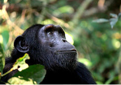 Chimpanzee in Kibale forest