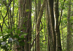 Kibale National Park