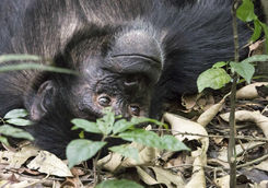 Chimpanzee in Kibale National Park